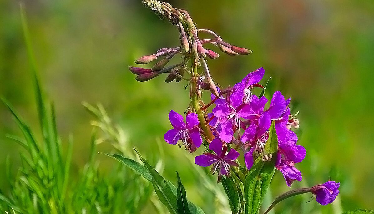 RevitaProst'ta Fireweed